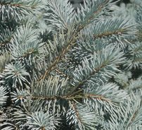 Smrek pichľavý Glauca Globosa (na kmeni), Picea pungens + 120 cm, kont. 10l
