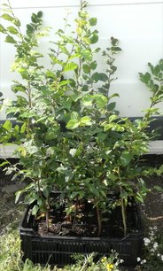 Hrab obyčajný, Carpinus betulus, kont. 2l