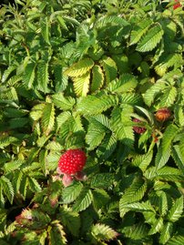 Malinojahoda Rubus illecebrosus, kont. 0,5l