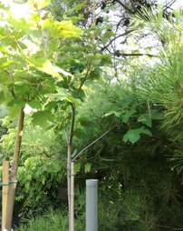Javor horský Worley ,Acer pseudoplatanus, 170 - 190 cm, kont. 5l
