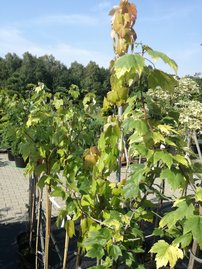 Javor červený Red Sunset, Acer rubrum, 100 – 120 cm, kontajner 5l