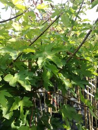 Javor poľný Postelanse, Acer campestre, 50 – 100 cm, kontajner 3l