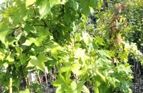 Ambrovník styraxový Gum Ball, Liquidambar styraciflua, na kmienku + 200 cm, kontajner 10l