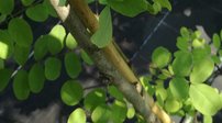 Agát skrútený Twisty Baby, Robinia pseudoacacia, na kmienku 80 – 150 cm, kontajner 5l.