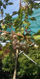 Jarabina vtáčia, White Swan, Sorbus aucuparia, 170 – 220 cm, kontajner 5l