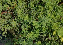 Tavolník význačný, Spiraea arguta, 20 cm, kont.