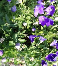 Balónovník veľkokvetý Astra Blue, Platycodon grandiflorus, kontajner 1l