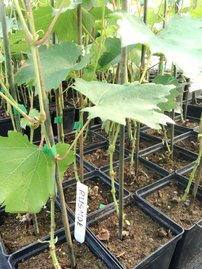 Vinič hroznorodý Rusbol, Vitis vinifera, kontajnerovaná sadenica 0,5 l