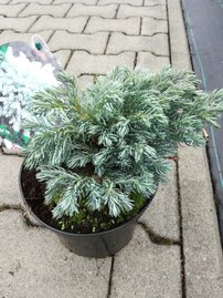 Cypruštek hrachonosný Blue Planet, Chamaecyparis pisifera, 20 – 30 cm, kontajner 3l