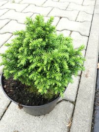 Kryproméria japonská Vilmoriniana, Cryptomeria japonica, 20 - 40 cm, kontajner 2l