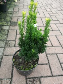 Tis prostredný Stricta Viridis, Taxus media 30 - 40 cm, kont. 3l