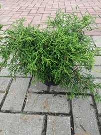 Cypruštek tupolistý Coralliformis, Chamaecyparis obtusa. 35 – 45 cm, kontajner 3l