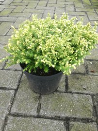 Cypruštek hrachonosný Spaan´s Cannonbal Chamaecyparis pisifera, kontajner C3, 10 - 15 cm