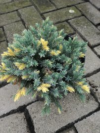 Borievka šupinatá Floreant, Juniperus squamata, 20 – 25 cm, kontajner 3l