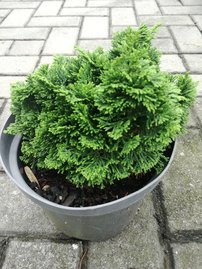 Cypruštek tupolistý Rigid Dwarf, Chamaecyparis obtusa. 10 – 15 cm, kontajner 3l