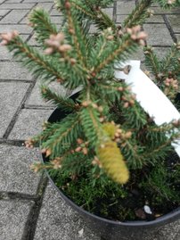 Smrek obyčajný Pusch, Picea abies, kontajner C3 15 -20 cm