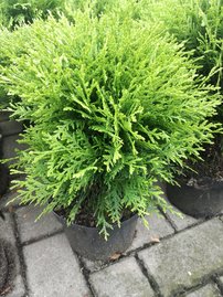 Tuja západná Danica, Thuja occidentalis 20 - 50 cm, kont. 3l