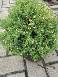 Cypruštek tupolistý Snowflake, Chamaecyparis obtusa. 40 – 50 cm, kontajner 3l