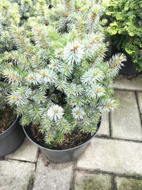 Smrek sitkanský Tenas, Picea sitchensis, 30 cm, kontajner C3