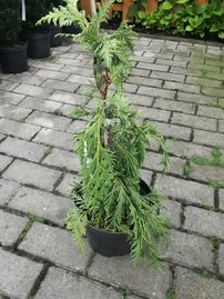 Cypruštek nutkanský Jubilee, Chamaecyparis nootkatensis. 30 - 40 cm, kont. 3l