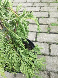 Cypruštek nutkanský Jubilee, Chamaecyparis nootkatensis. 30 - 40 cm, kont. 3l