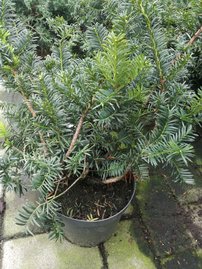 Tis obyčajný Semperaurea, Taxus baccata 40 - 70 cm, kont. 7l