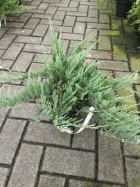 Borievka rozprestretá Hughes, Juniperus horizontalis 40 - 50 cm, kont. 3l