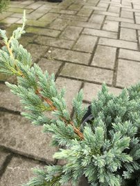 Borievka šupinatá Blue Spider, Juniperus squamata 40 - 50 cm, kont. 3l