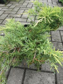 Borievka prostredná Goldkissen, Juniperus × media, 40 – 50 cm, kontajner 3l
