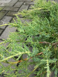 Borievka prostredná Goldkissen, Juniperus × media, 40 – 50 cm, kontajner 3l