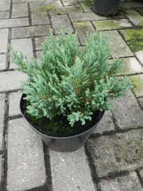 Borievka rozprestretá Blue Forest, Juniperus horizontalis 25 - 30 cm, kont. 3l