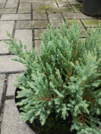 Borievka rozprestretá Blue Forest, Juniperus horizontalis 25 - 30 cm, kont. 3l