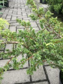 Borievka obyčajná Barton, Juniperus communis 40 - 50 cm, kont. 3l