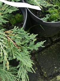 Borievka rozprestretá Pancake, Juniperus horizontalis 20 - 25 cm, kont. 3l