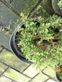 Borievka obyčajná Anna Maria, Juniperus communis 10 - 20 cm, kont. 3l