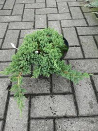 Borievka poliehavá Bonin Isles, Juniperus procumbens 20 - 30 cm, kont. 3l