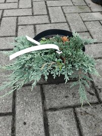 Borievka Ice Blue, Juniperus horizontalis, kontajner 3l, 10–15 cm