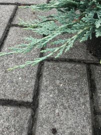 Borievka Ice Blue, Juniperus horizontalis, kontajner 3l, 10–15 cm