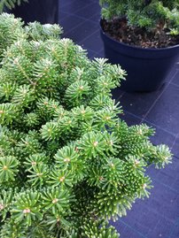 Jedľa kórejská Kristalkugel, Abies koreana  kontajner C10, 30 - 40 cm