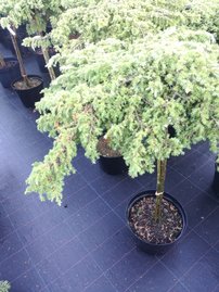 Borievka Green Carpet, Juniperus communis 80 cm, kmeň  kont. 5l