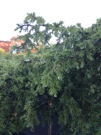 Borievka Green Carpet, Juniperus communis 80 cm, kmeň  kont. 5l