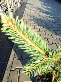 Smrek obyčajný Pendula Major, Picea abies + 70 cm, kont. 5l