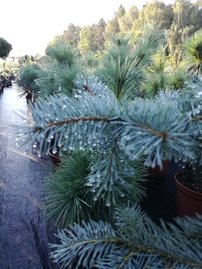 Smrek pichľavý Edith, Picea pungens, 40 - 70 cm, kont. 5l