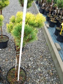 Borovica horská Carlsten´s  (na kmienku), Pinus mugo 80 - 100 cm, kont. 5l