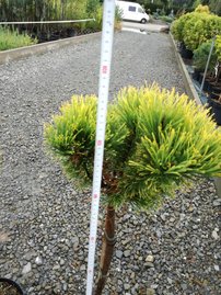 Borovica horská Carlsten´s  (na kmienku), Pinus mugo 80 - 100 cm, kont. 5l