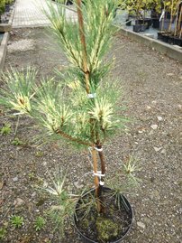 Borovica hustokvetá Oculus Draconis, Pinus densiflora, 50 - 70 cm, kont. 5l