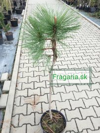 Borovica jeffreyova Joppi, Pinus jeffreyi Joppi, 50 - 55 cm, kont. 5l