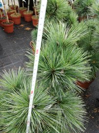 Borovica Schwerinova Wiethorst, Pinus x schwerinii, kontajner C5,  30 – 50 cm