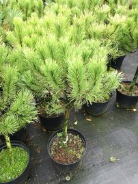 Borovica horská Golden Glow na kmienku, Pinus mugo 60 - 70 cm, kont. 25l