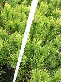 Borovica horská Golden Glow na kmienku, Pinus mugo 60 - 70 cm, kont. 25l